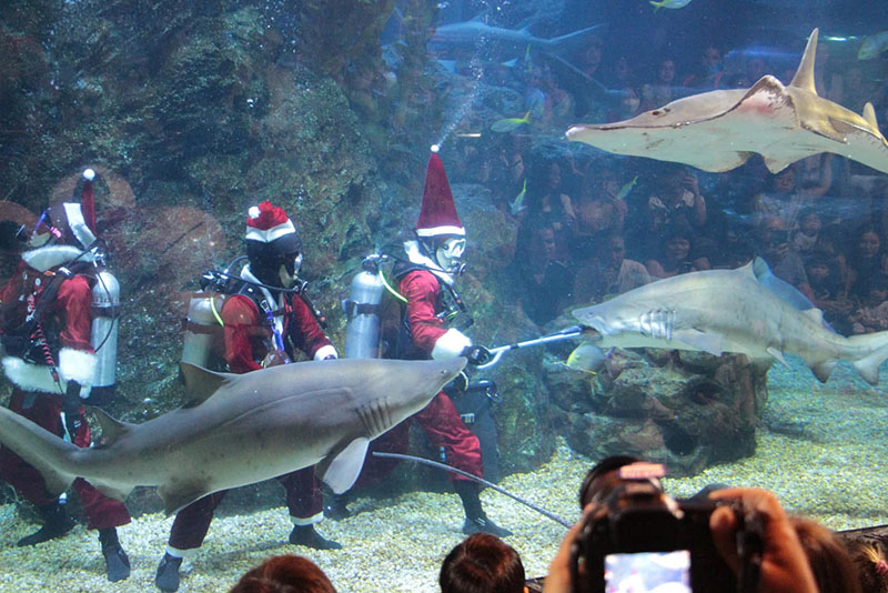 SEA LIFE Bangkok Ocean World