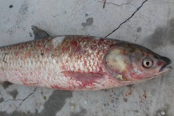 Bệnh đốm đỏ trên cá trắm cỏ