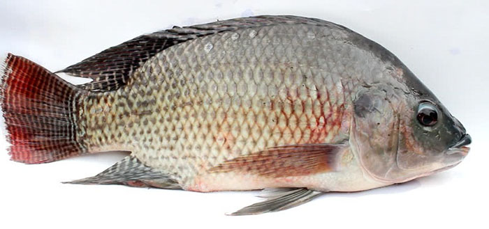 Bệnh đốm đỏ ở cá rô phi
