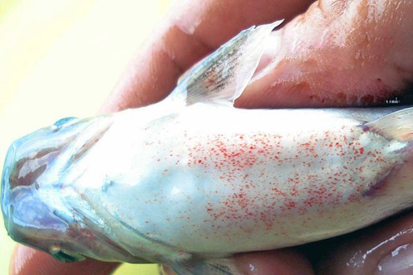 Bệnh đốm đỏ ở cá tra