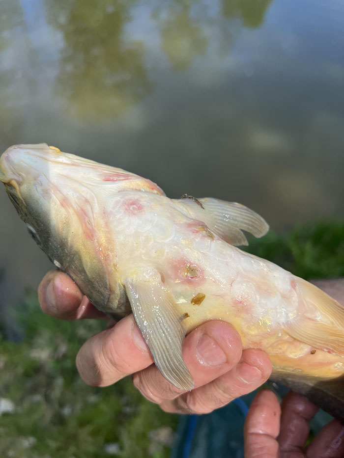 Bệnh đốm đỏ trên cá chép