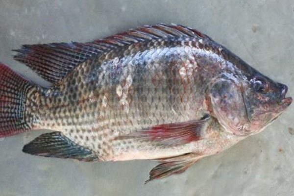 Bệnh đốm đỏ trên cá rô phi