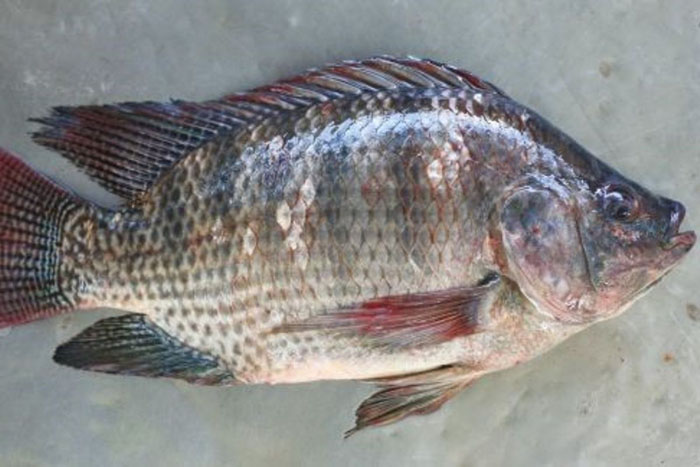 Bệnh đốm đỏ trên cá rô phi
