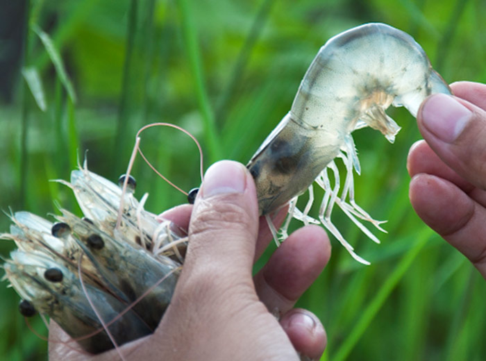 Bệnh thường gặp trên tôm thẻ chân trắng