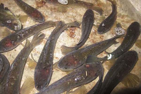 Bệnh viêm ruột ở cá lóc