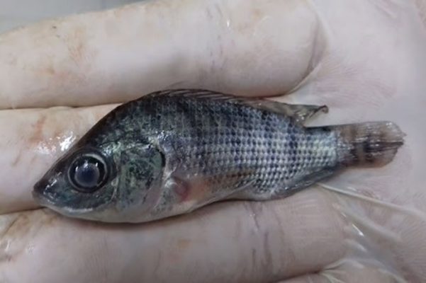 Bệnh Viêm Ruột Trên Cá Rô Phi