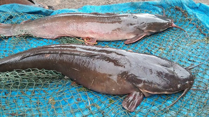 Nguyên nhân gây bệnh xuất huyết cá tra