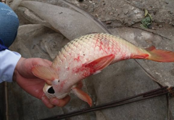 Bệnh Xuất Huyết Ở Cá Chép