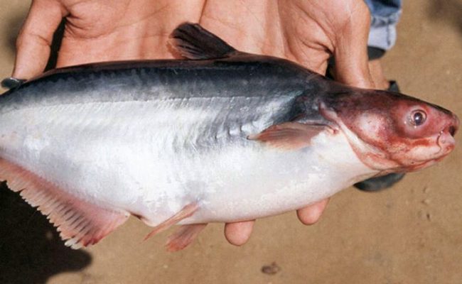 Bệnh Xuất Huyết Trên Cá BaSa
