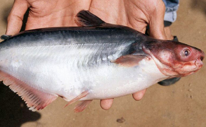 Bệnh Xuất Huyết Trên Cá BaSa