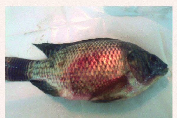 Bệnh xuất huyết trên cá rô phi