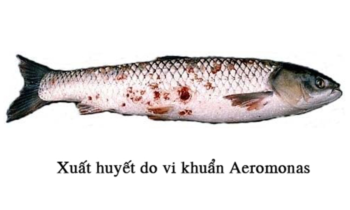 cá trắm cỏ bị xuất huyết ở 