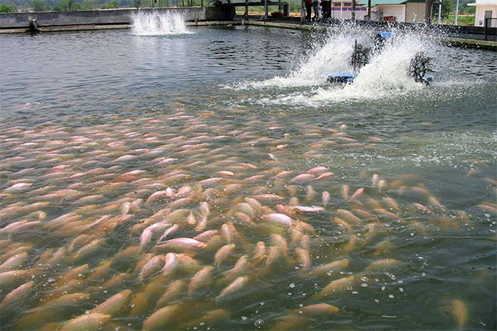 Kỹ thuật nuôi cá nước ngọt