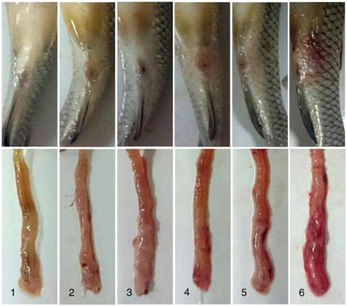 Viêm ruột ở cá trắm cỏ