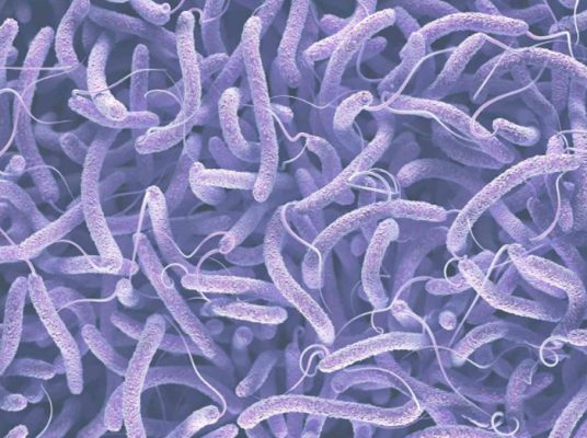 Vi khuẩn Vibrio