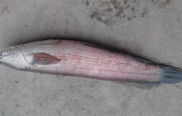 Bệnh đốm đỏ ở cá lóc