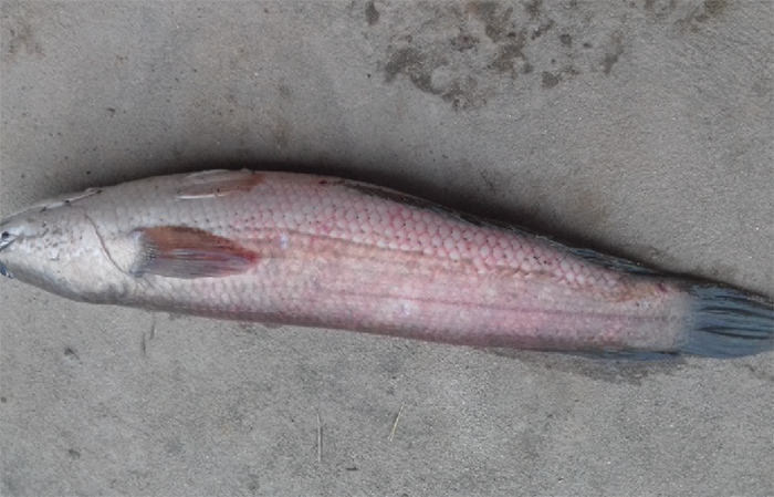 Bệnh đốm đỏ ở cá lóc