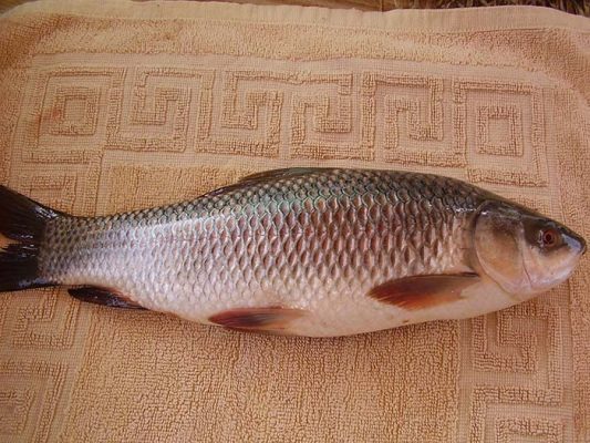 Bệnh đốm đỏ ở cá trôi
