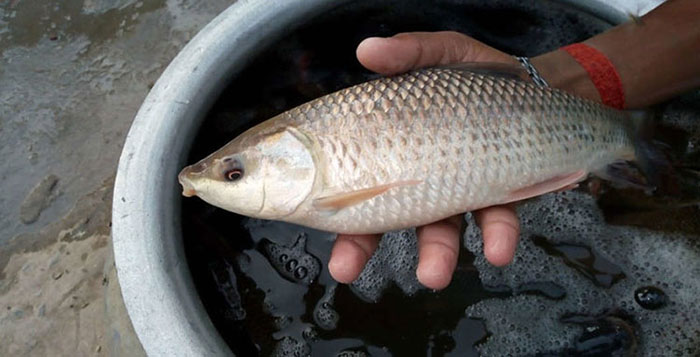 Bệnh đốm đỏ trên cá trôi