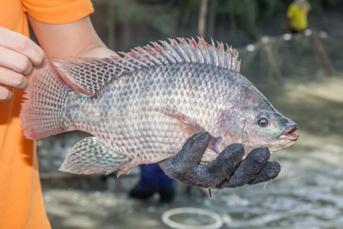 Bệnh đốm trắng trên gan ở cá rô phi