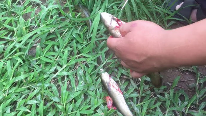 Bệnh giun sán trên cá lóc