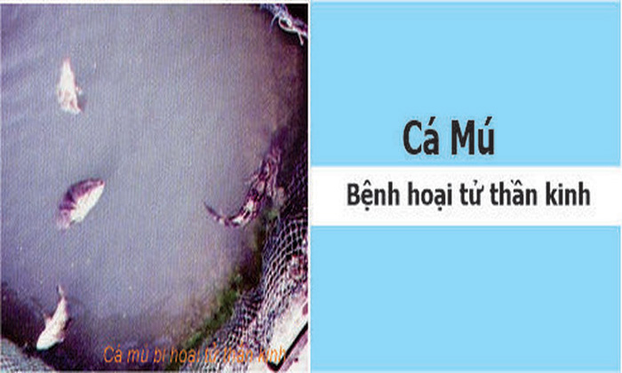 Bệnh Hoại Tử Thần Kinh Ở Cá Mú