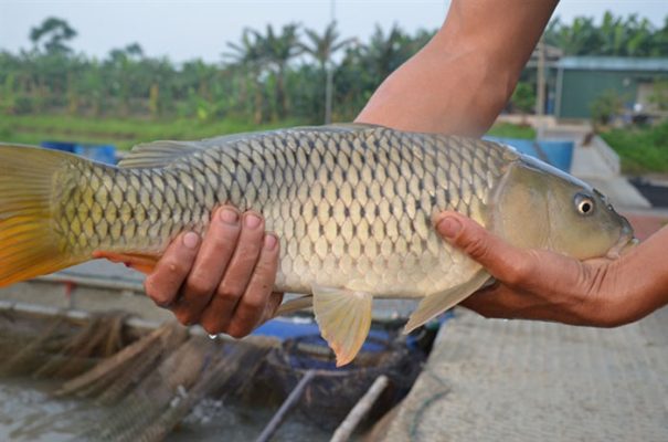 Bệnh Lao Cá Ở Cá Chép