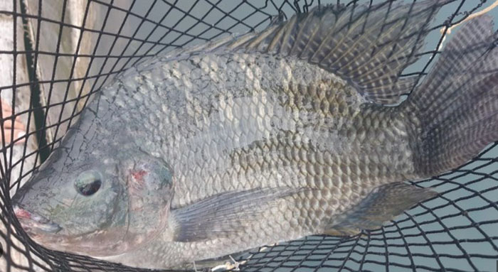 Bệnh Lao Cá Ở Cá Rô Phi