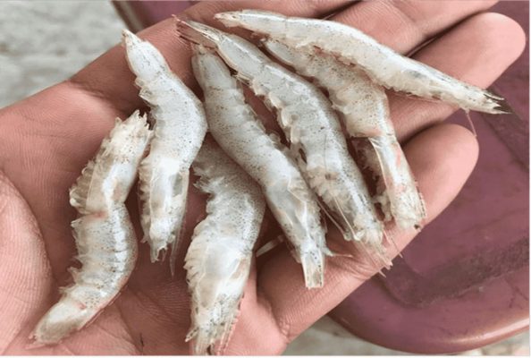 Bệnh mềm vỏ trên tôm