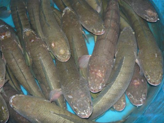 Bệnh Thối Vây Thối Đuôi Ở Cá Lóc