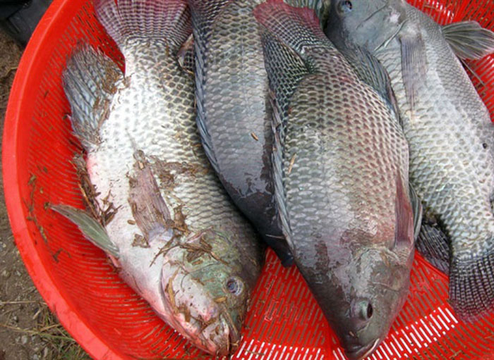 Bệnh thối vây thối đuôi trên cá rô phi