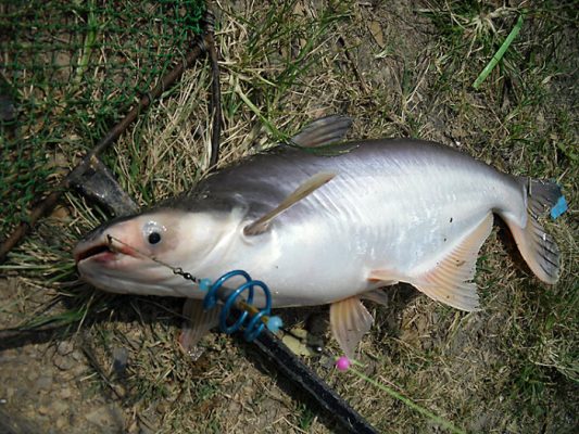 bệnh thối vây thối đuôi ở cá tra