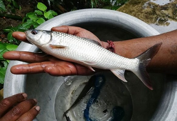 Bệnh Thối Vây Thối Đuôi Ở Cá Trôi