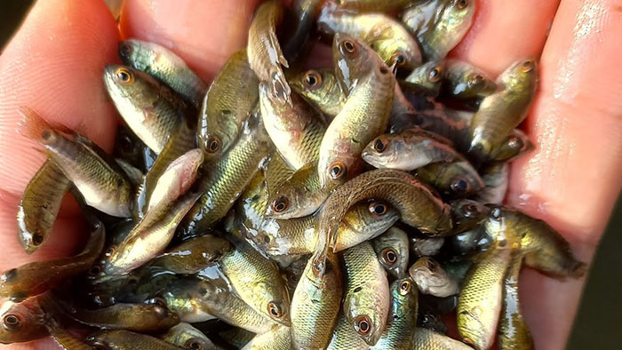 Chọn giống và thả nuôi cá rô đồng