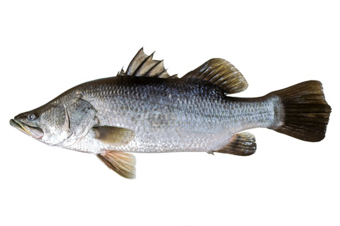 Cách nuôi cá vược