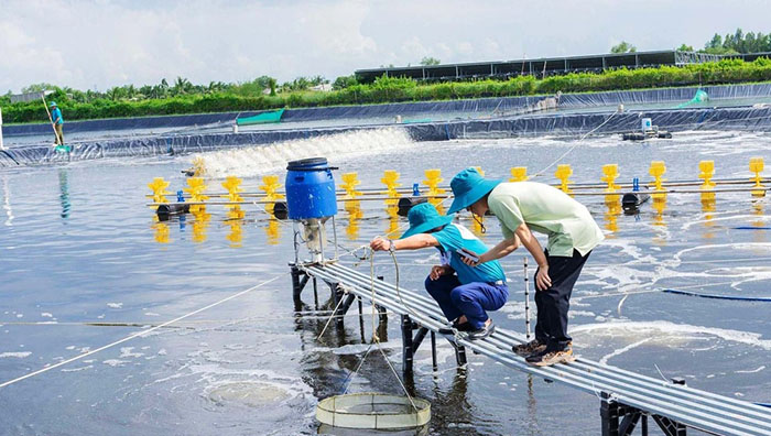 Công nghệ nuôi tôm 4.0