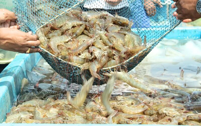 Giá Tôm Thẻ Chân Trắng