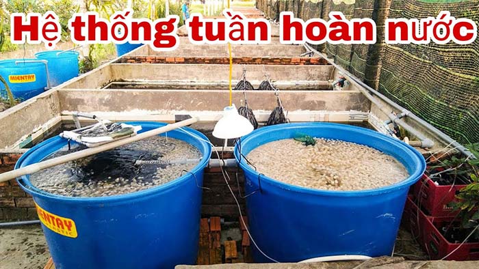 Nuôi Lươn Tuần Hoàn RAS
