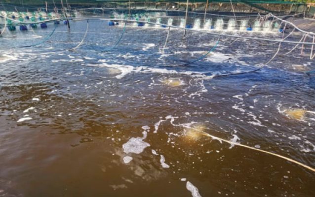 Khắc phục ao tôm bị mất oxy