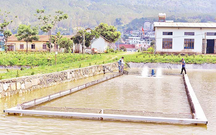 Kỹ thuật nuôi cá ao đất