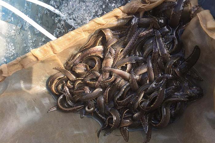 Kỹ thuật nuôi các chạch lấu giống