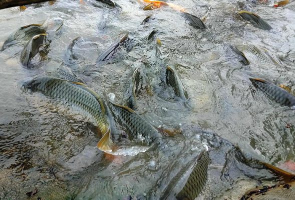 Kỹ thuật nuôi cá chép