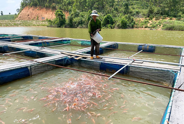 Kỹ thuật nuôi cá lồng bè