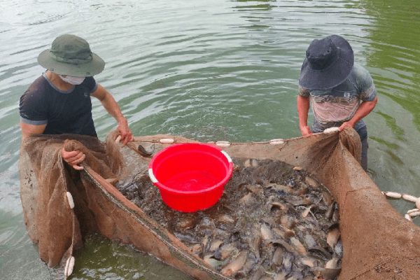 Kỹ thuật nuôi cá rô đồng