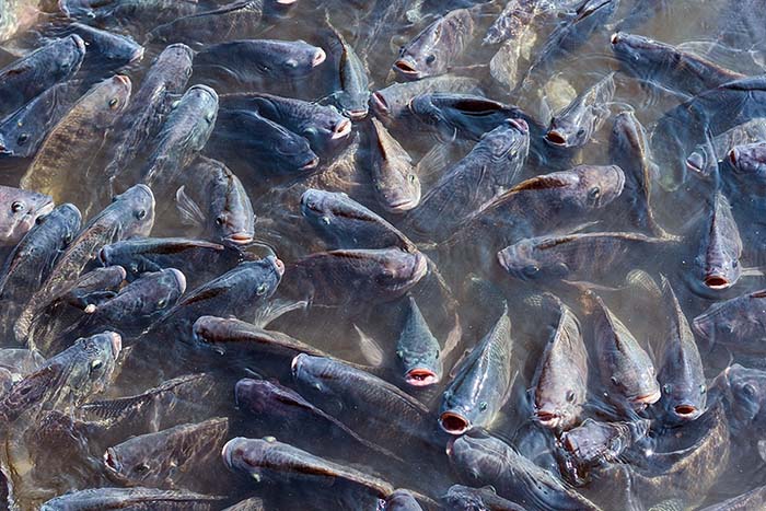 Kỹ thuật nuôi cá rô phi