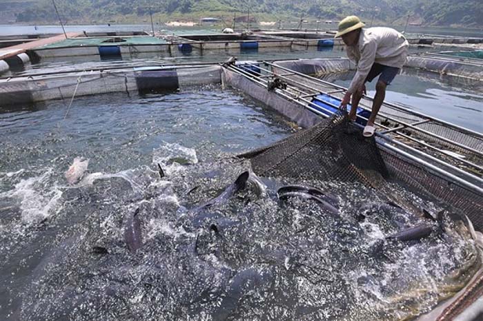 Kỹ thuật nuôi cá trắm cỏ