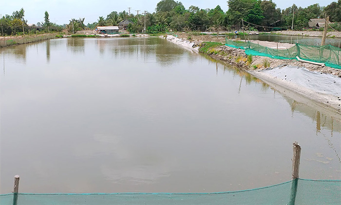 Kỹ thuật nuôi cá trôi