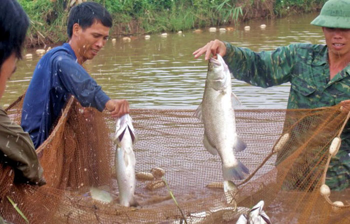 Kỹ thuật nuôi cá vược