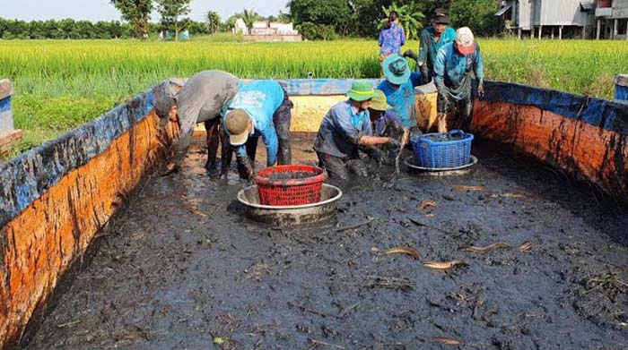Kỹ thuật Nuôi Lươn Có Bùn