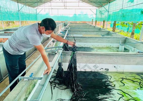 Kỹ Thuật Nuôi Lươn Trong Bể Xi Măng